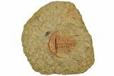 Cambrian Trilobite (Myopsolenites) - Tinjdad, Morocco #233447-1